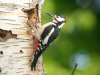 Great Spotted Woodpecker at Belfairs Woods (Steve Arlow) (124386 bytes)